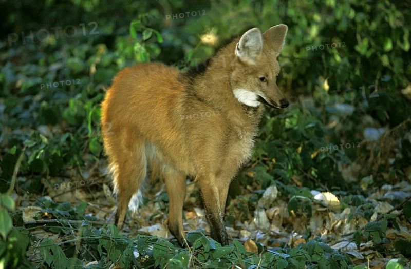 Maned wolf (chrysocyon brachyurus), adult