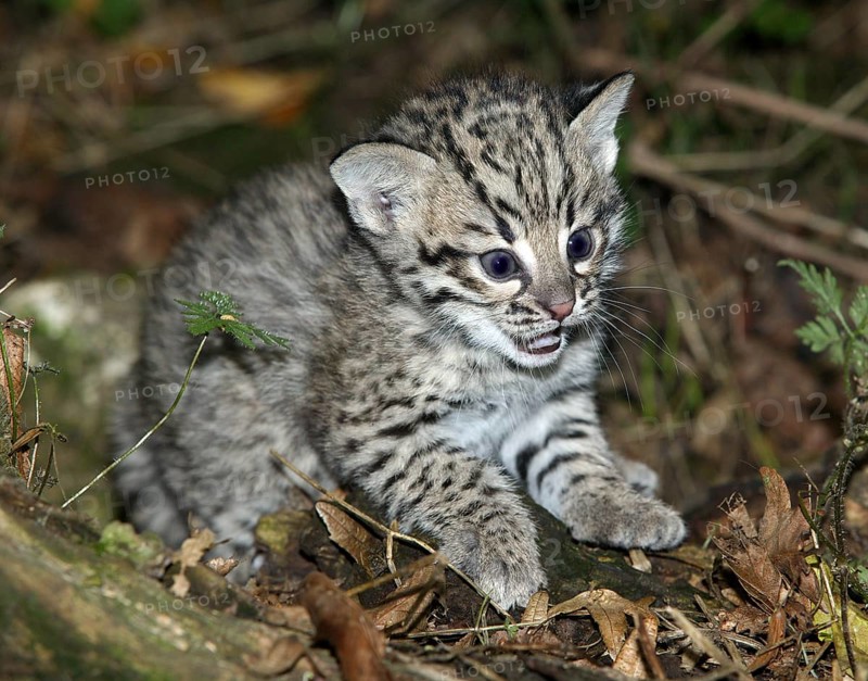 Geoffroy's cat, oncifelis geoffroyi, kitten