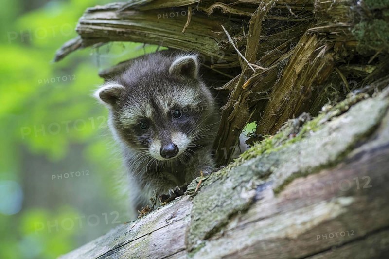 Raccoon (Procyon lotor) , Young animal, Lower Saxony, Germany, Europe