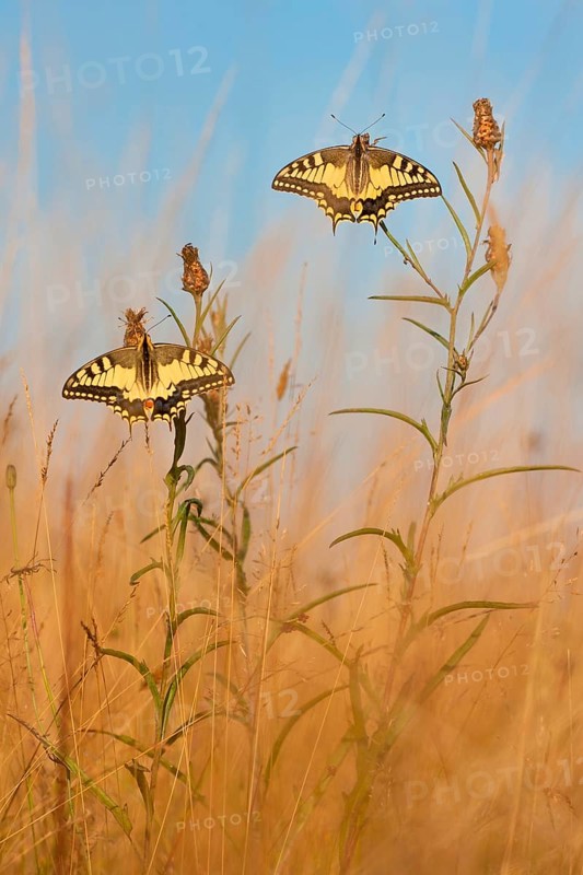 Swallowtail (Papilio machaon) North Rhine-Westphalia, Germany, Europe