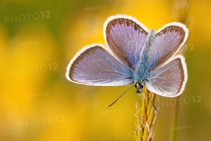 Silver-studded blue (Plebejus argus) male, North Rhine-Westphalia, Germany, Europe