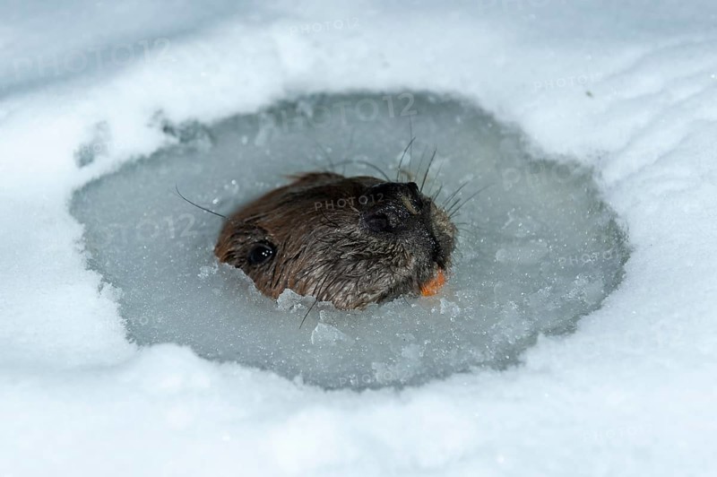 European beaver (Castor fiber), Rosenheim, Bavaria, Germany, Europe