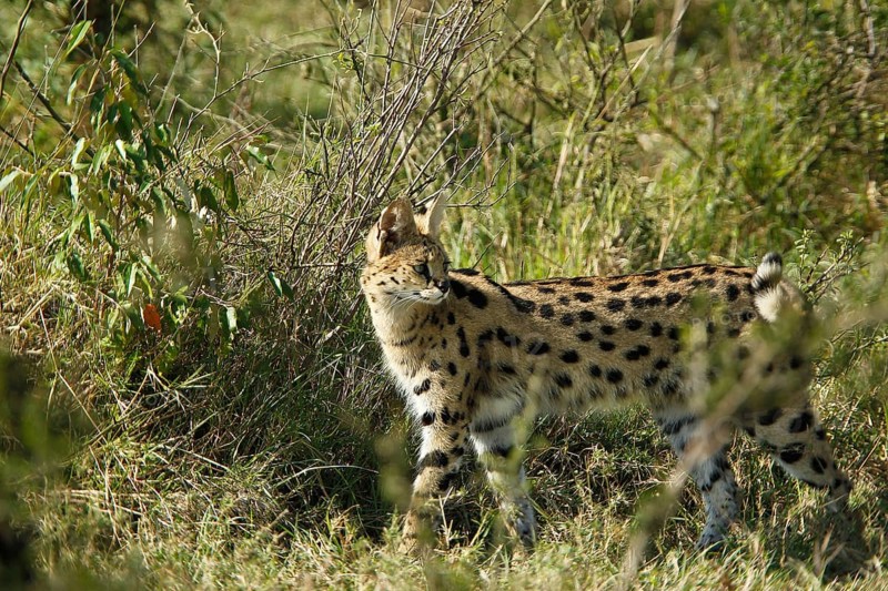 Serval (leptailurus serval), Adult standing in Long Grass, Masai Mara Park in Kenya