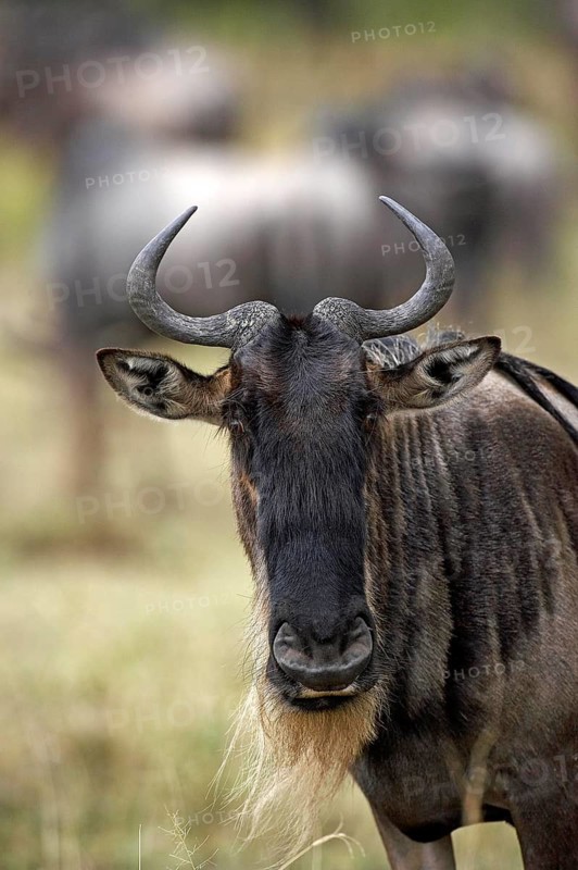 Blue Wildebeest (connochaetes taurinus), Portrait of Adult, Masai Mara Park in Kenya