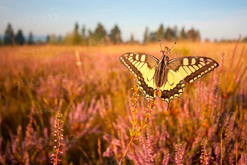 Swallowtail (Papilio machaon) in Heide, North Rhine-Westphalia, Germany, Europe