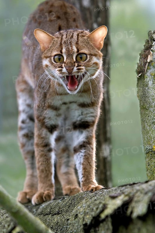 Rusty-spotted cat (prionailurus rubiginosus), adult growling