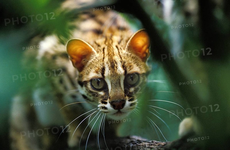 Leopard cat (prionailurus bengalensis), Camouflaged adult