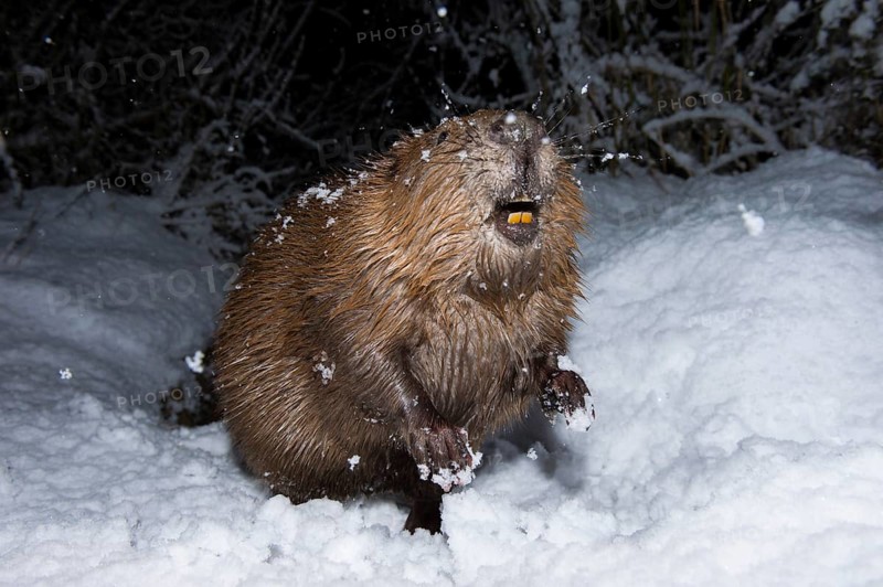 European beaver (Castor fiber), Rosenheim, Bavaria, Germany, Europe