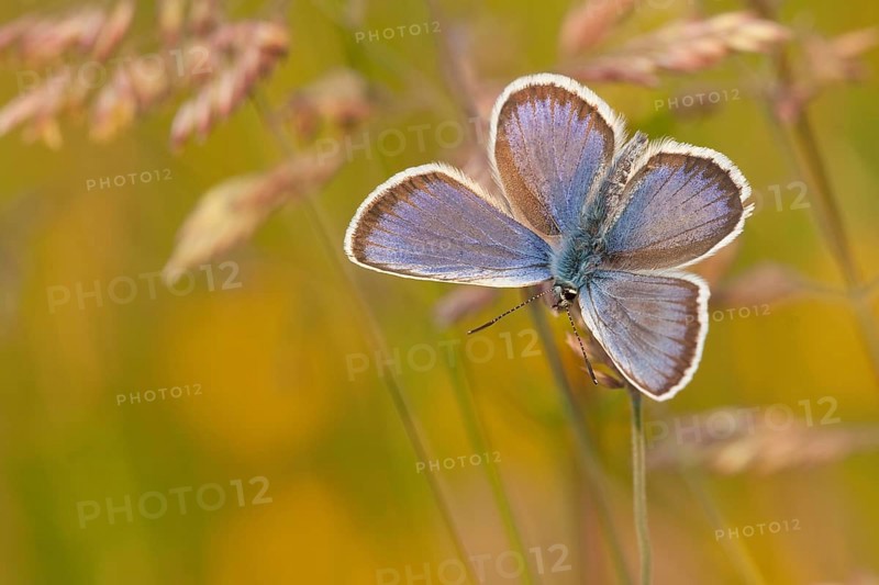Silver-studded blue (Plebejus argus) male, North Rhine-Westphalia, Germany, Europe