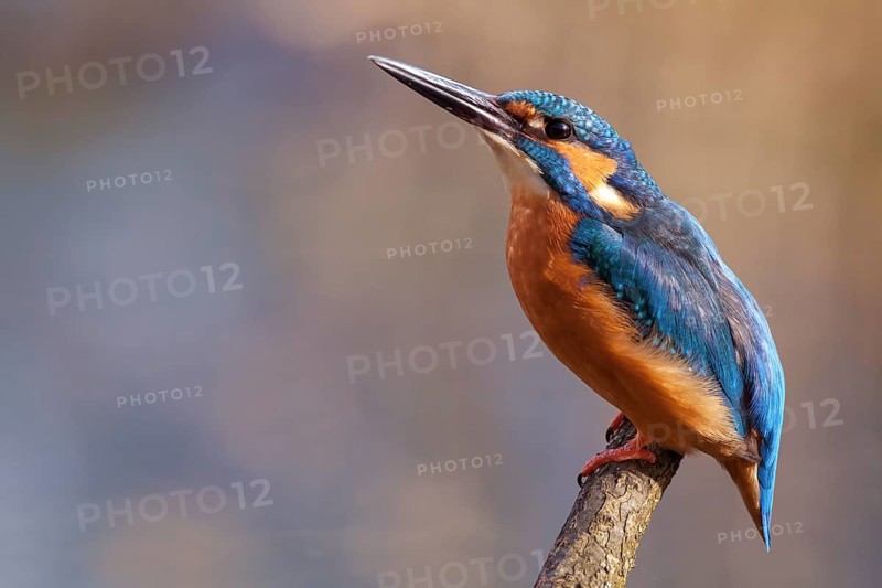 Common Kingfisher or Eurasian Kingfisher (Alcedo atthis), Tyrolean Unterland, Tyrol, Austria, Europe