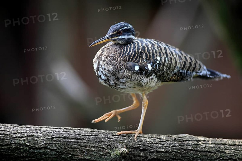 Sunbittern (Eurypyga helias), page