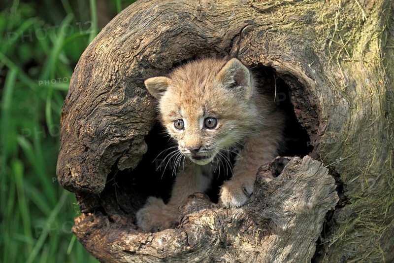 Canadian Lynx, cub, 8 weeks (Lynx lynx canadensis) (Felis lynx canadensis), Silver Lynx