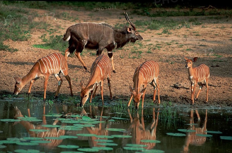 Nyalas, Mkuzi Game Reserve, South Africa (Tragelaphus angasi)