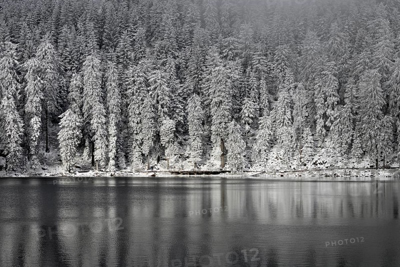 Winter landscape at Mummelsee, reflection of the forest, near Seebach, Black Forest, Ortenaukreis, Baden-Württemberg, Germany, Europe
