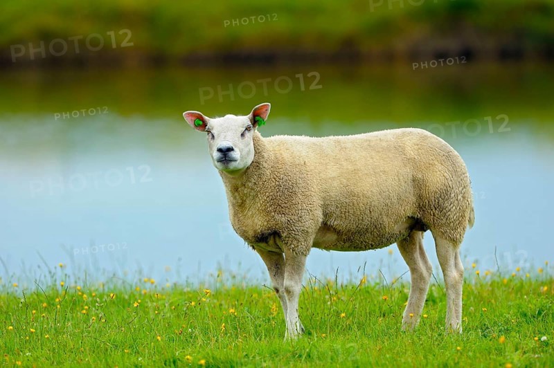 Texel sheep, Island of Texel, North Holland, Netherlands