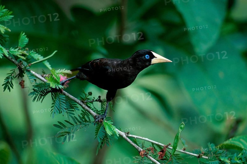 Crested Oropendola (Psarocolius decumanus), Trinidad