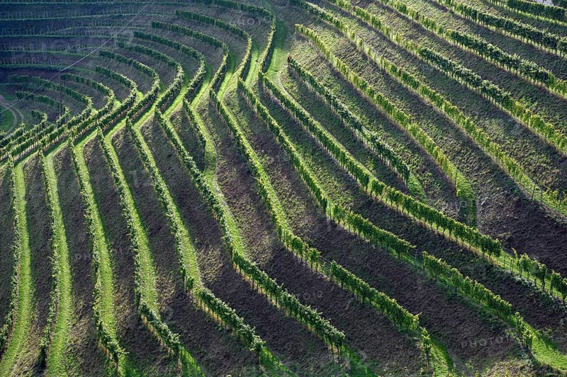 Vines in autumn, harvest time, near Durbach, Ortenaukreis, Black Forest, Baden-Württemberg, Germany, Europe