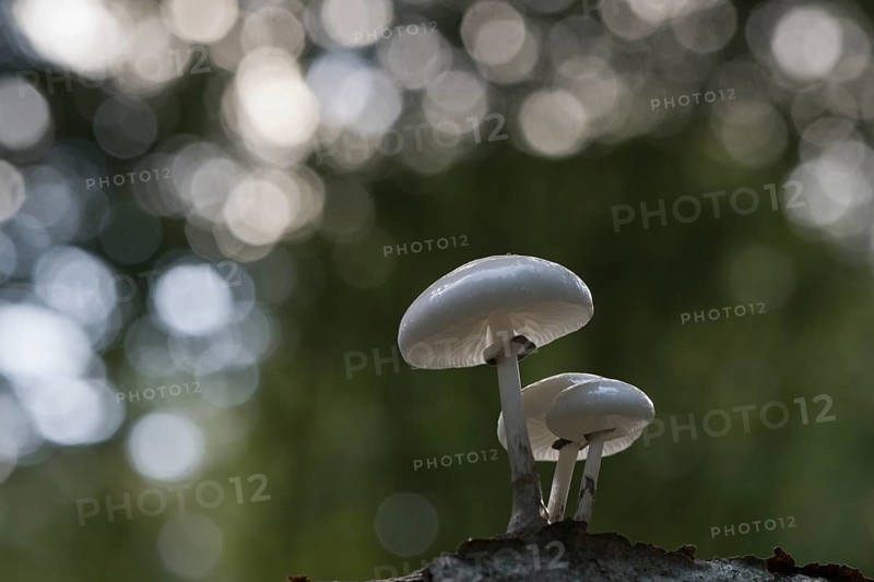 Porcelain fungi (Oudemansiella mucida), Emsland, Lower Saxony, Germany, Europe