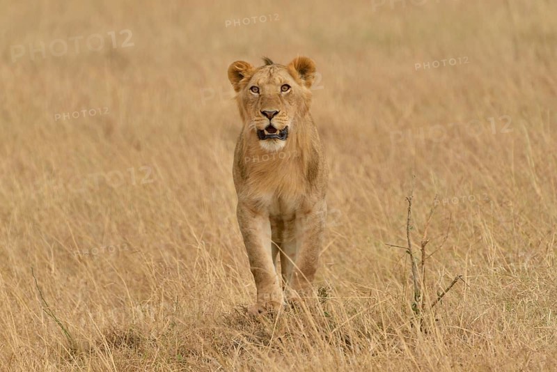 Lioness (Panthera leo), Massai Mara, Rift Valley Province, Kenya, Africa