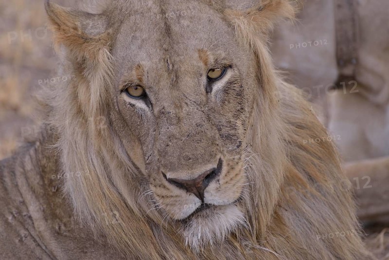 Maned lion (Panthera leo), old animal, portrait, Nsefu sector, South Luangwa National Park, Zambia, Africa
