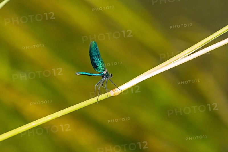 Dragonfly on branch, beautiful demoiselle (Calopteryx virgo), Garstedt, Lower Saxony, Germany, Europe
