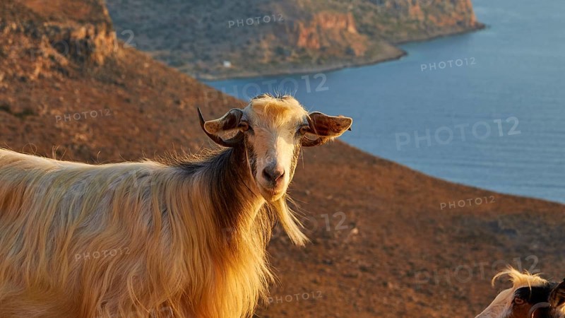 Goat (Caprae), looking at camera, morning light, Gramvoussa Peninsula, Pirate Bay, Balos, Tigani, West Crete, Island of Crete, Greece, Europe