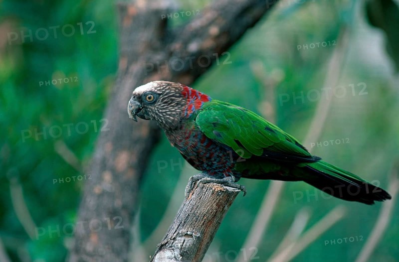 Red-fan parrot (Deroptyus accipitrinus), lateral view
