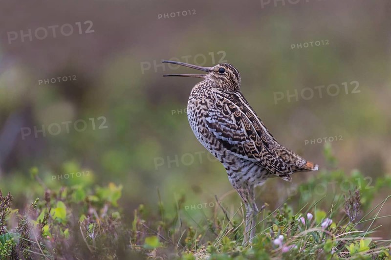 Great snipe (Gallinago media), courtship, Northern Norway, Finnmark, Lapland, Norway, Europe