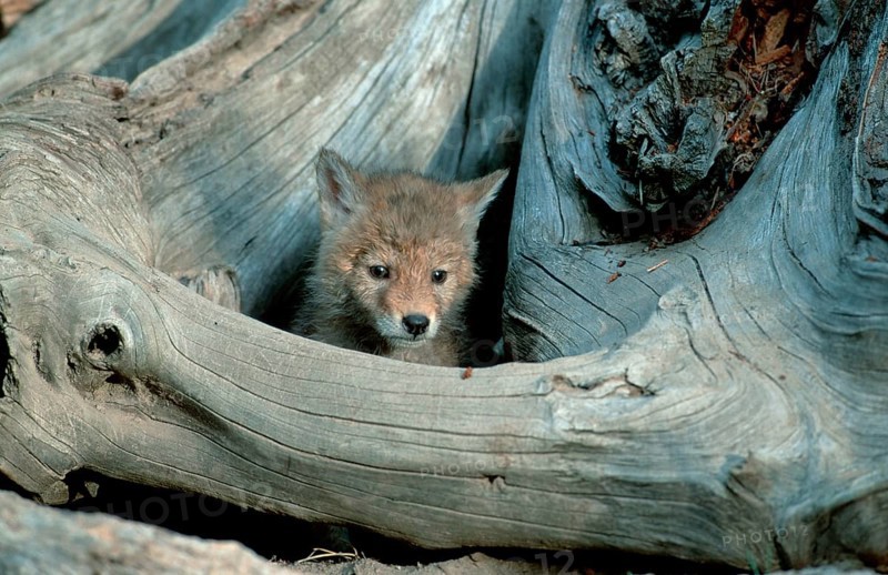 Coyote (Canis latrans) cub