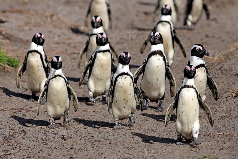 African penguin (Spheniscus demersus), Betty's Bay, South Africa, Africa