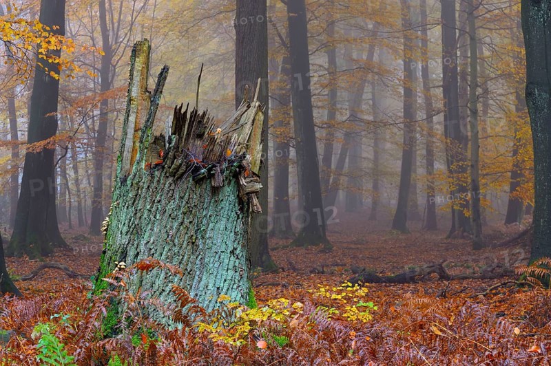 Tree stump, beech forest, natural forest cell in Hiesfeld Forest, North Rhine-Westphalia, Germany, Europe