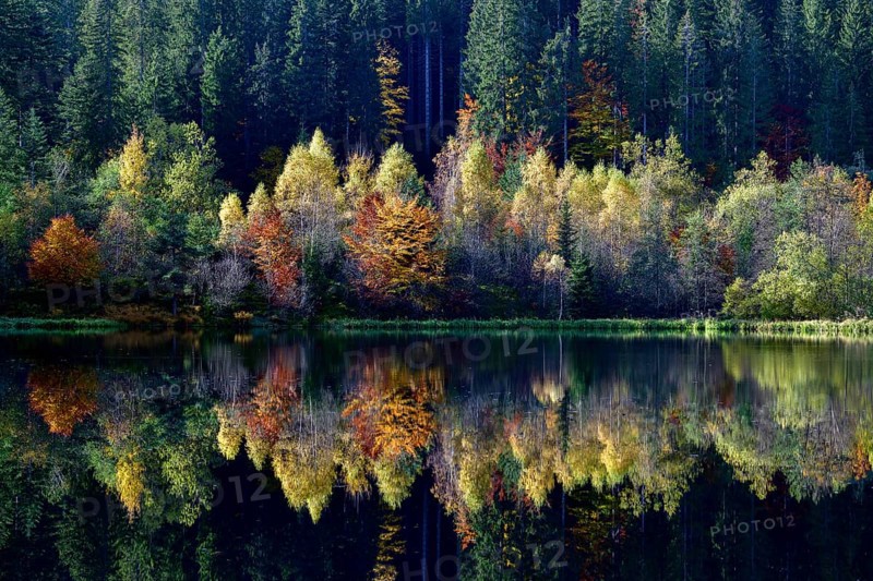 Trees reflected in the Sankenbachsee, Karsee, autumn, near Baiersbronn, Freudenstadt district, Black Forest, Baden-Württemberg, Germany, Europe
