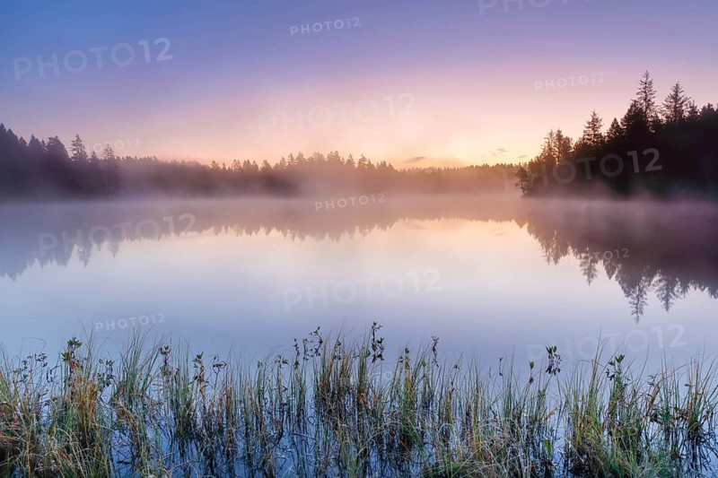 Atmospheric dawn with wafts of mist over the mirror-smooth moorland lake Étang de la Gruère in the canton of Jura, Switzerland, Europe
