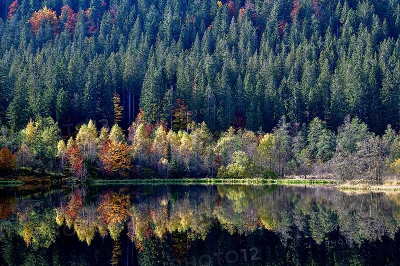Trees reflected in the Sankenbachsee, Karsee, autumn, near Baiersbronn, Freudenstadt district, Black Forest, Baden-Württemberg, Germany, Europe