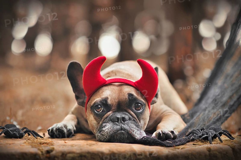 Halloween French Bulldog dog wearing red devil horn costume headband