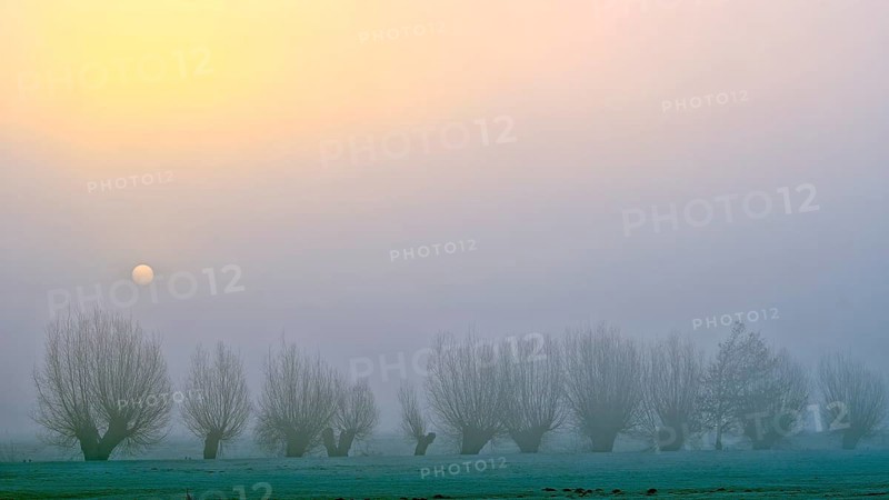 Pale sun over pollarded willows with fog, Lower Rhine, North Rhine-Westphalia, Germany, Europe