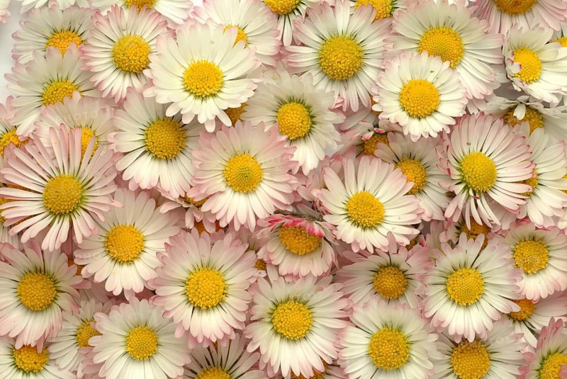 Common daisy (Bellis perennis), medicinal plant, naturopathy classifies the daisy among other things as stimulating the metabolism, expectorant and anti-inflammatory, used e.g. for respiratory and skin diseases as well as injuries. The daisy was named medicinal plant of the year 2017