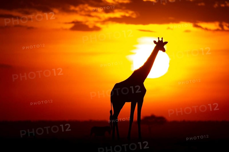 Masai giraffe (Giraffa c. tippelskirchi) Masai Mara Kenya#
