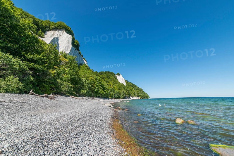 Chalk cliffs, red beech forest on the coast, Rügen, Mecklenburg-Western Pomerania, Germany, Europe