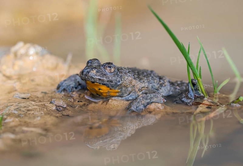 Yellow-bellied toad (Bombina variegata) on the waterfront, Kalkalpen National Park, Upper Austria, Austria, Europe