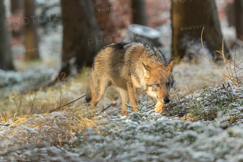 One young male eurasian gray wolf (Canis lupus lupus) running thru the snow-covered undergrowth of a forest