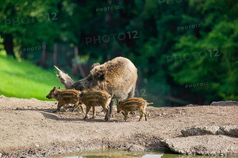 A wild boar or wild pig sow (Sus scrofa) ends the suckling of her piglets on a clearing