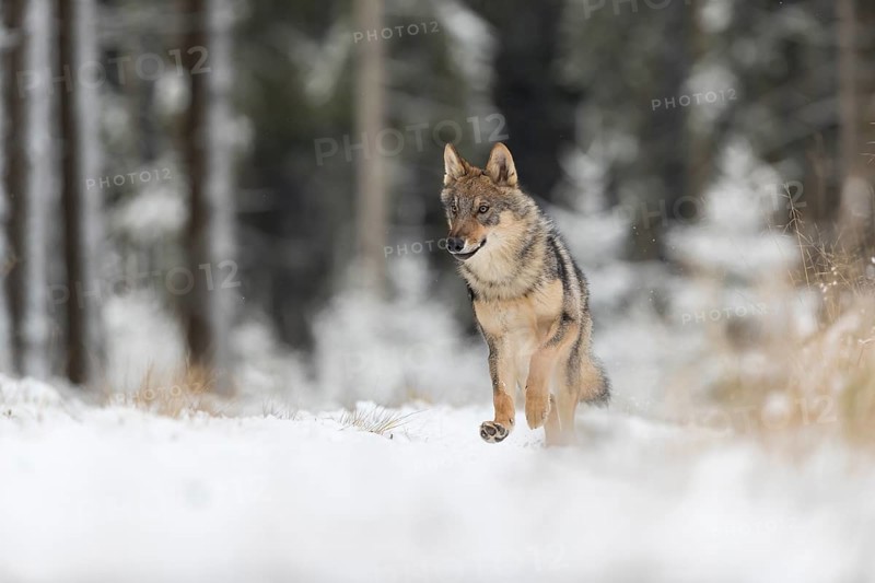 One young male eurasian gray wolf (Canis lupus lupus) running thru the snow-covered undergrowth of a forest