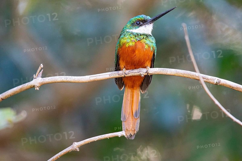 Rufous-tailed jacamar (Galbula ruficauda) Pantanal Brazil