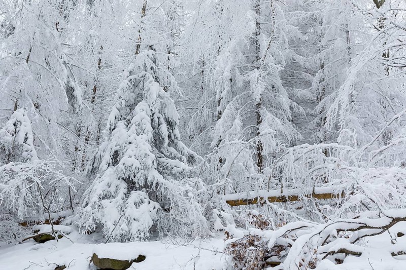 Enchanted winter forest at Czorneboh, Upper Lusatia, Saxony, Germany, Europe