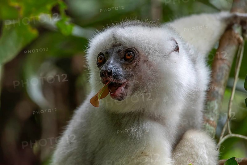 Silky sifaka (Propithecus candidus) in the mountain cloud forests of Marojejy National Park in north-east Madagascar