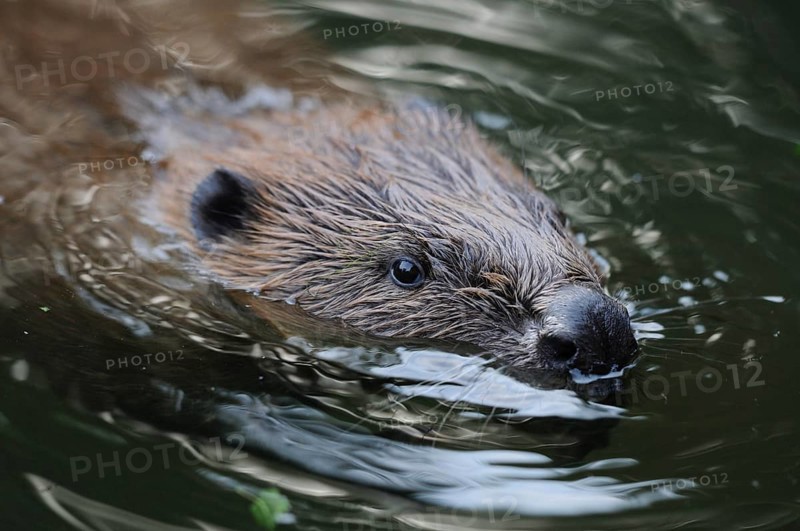 A beaver swimming calmly in a flowing river, European beaver (Castor fibre), captive, Bavaria