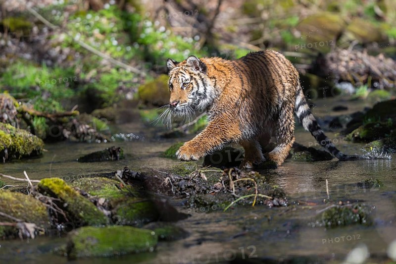 One young female Siberian Tiger, Panthera tigris altaica, standing on shore of a creek in a forest. Early morning light