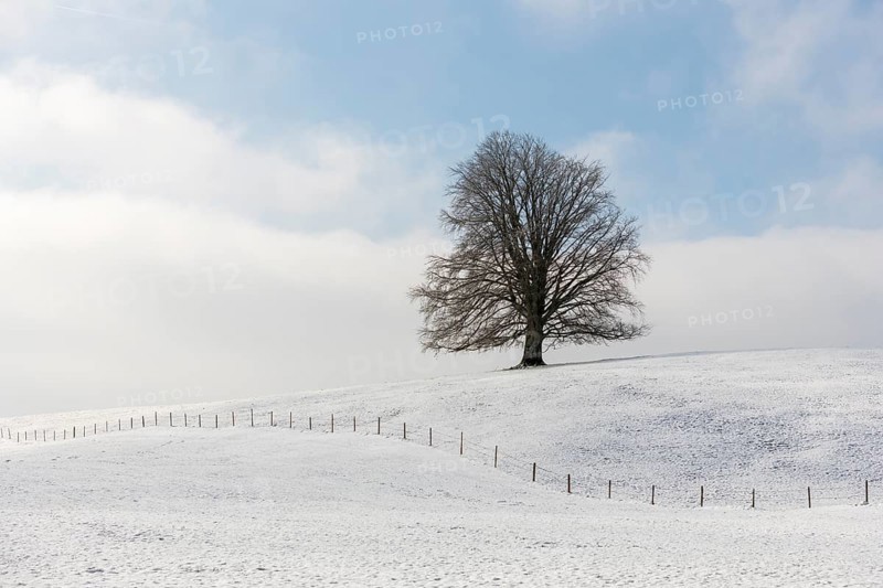 Single tree on snow-covered hill against blue sky, Neuschwanstein, Ried, Ostallgäu, Allgäu, Swabia, Upper Bavaria, Bavaria, Germany, Europe