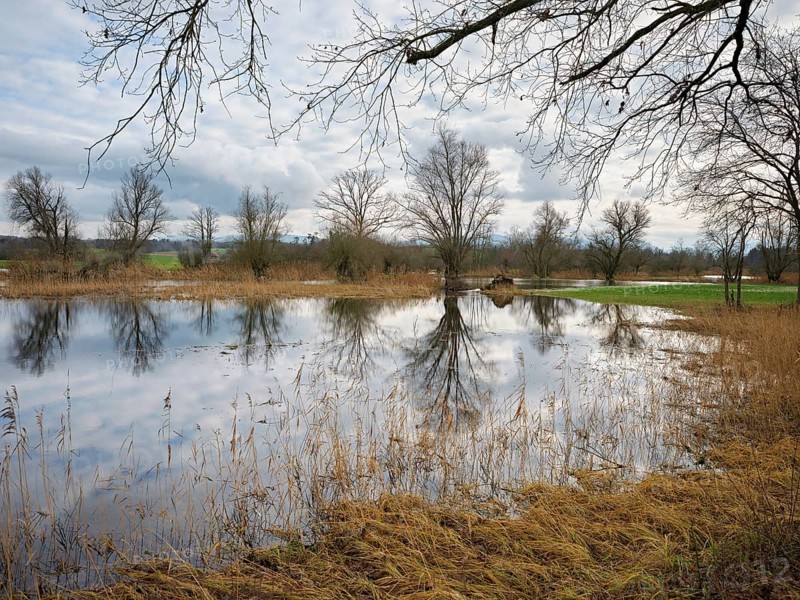 Floodplain landscape with pastures on the flooded Lorze, Maschwanden, Canton Zurich, Switzerland, Europe